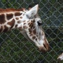 Zoo To Do Gala Happening This Friday