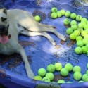 Bark In The Park Coming Second Sunday In October