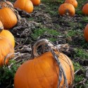 Annual Pumpkin Patch Will Be Held At Faith Lutheran Church Of Washington First Weekend Of October