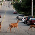 WVEL NewsScope: Deer Crashes Decline In The State Of Illinois