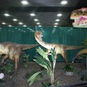 Discover The Dinosaurs Reminder