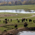 WVEL Fall Watch: Wildlife Prairie Park Harvest Days