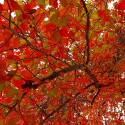 WVEL Travel Watch:  Knox County/Spoon River Valley Scenic Drive Reminder