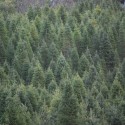 Christmas Tree Tips