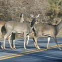 WVEL News/Travel Watch: Deer Warning Watch For Drivers